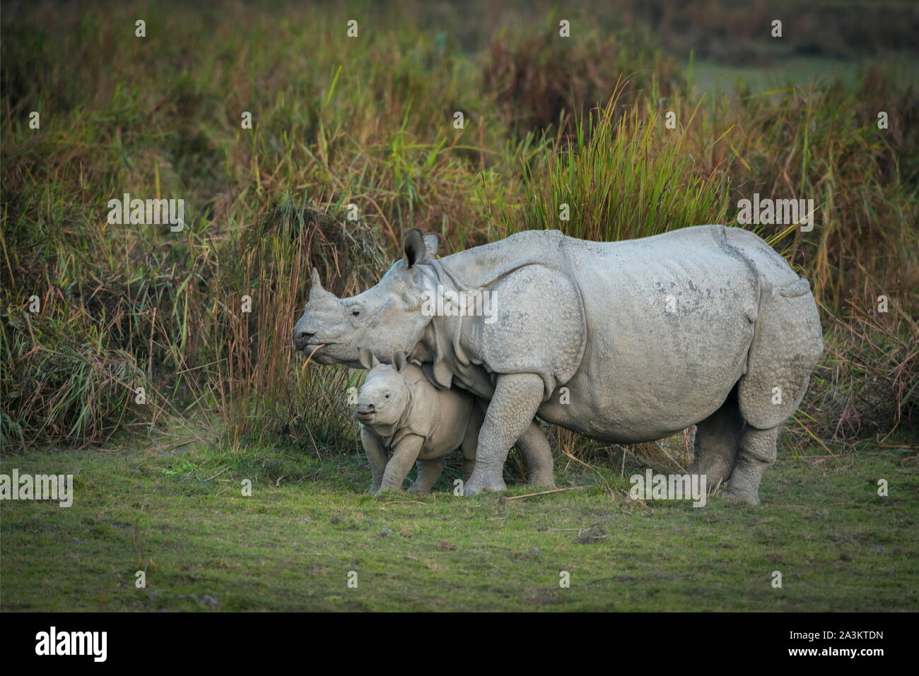 Rhino mother and calf, Kaziranga National Park, Assam, india Stock Photo