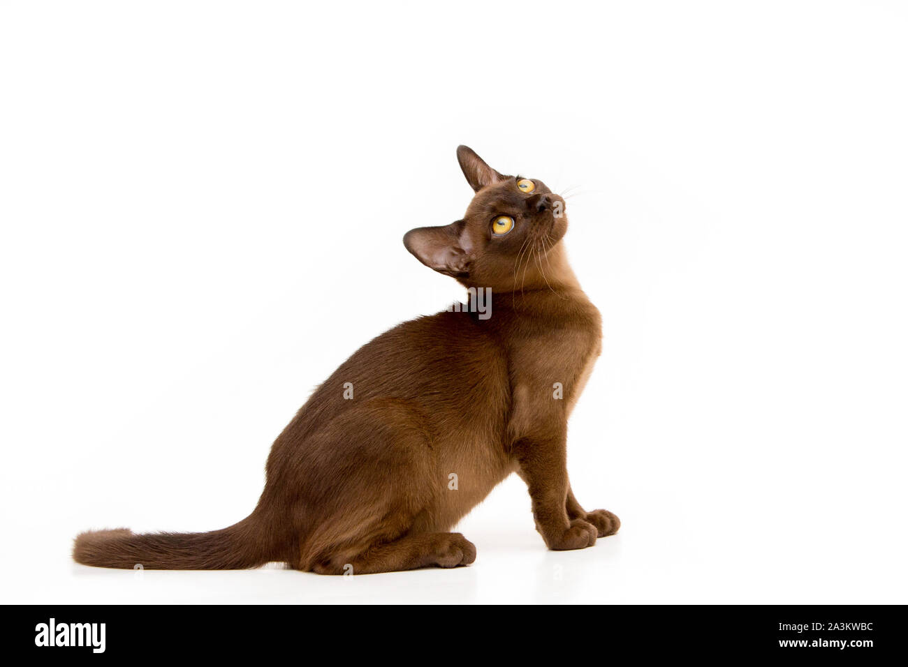 Burmese cat. Cute playful chocolatecolored kitten. On white background