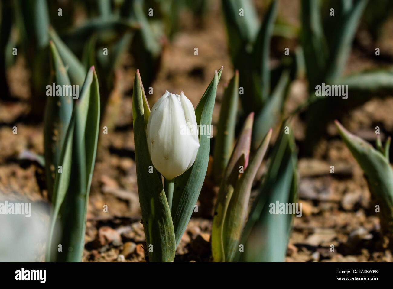 Little white tulip from ground level Stock Photo Alamy