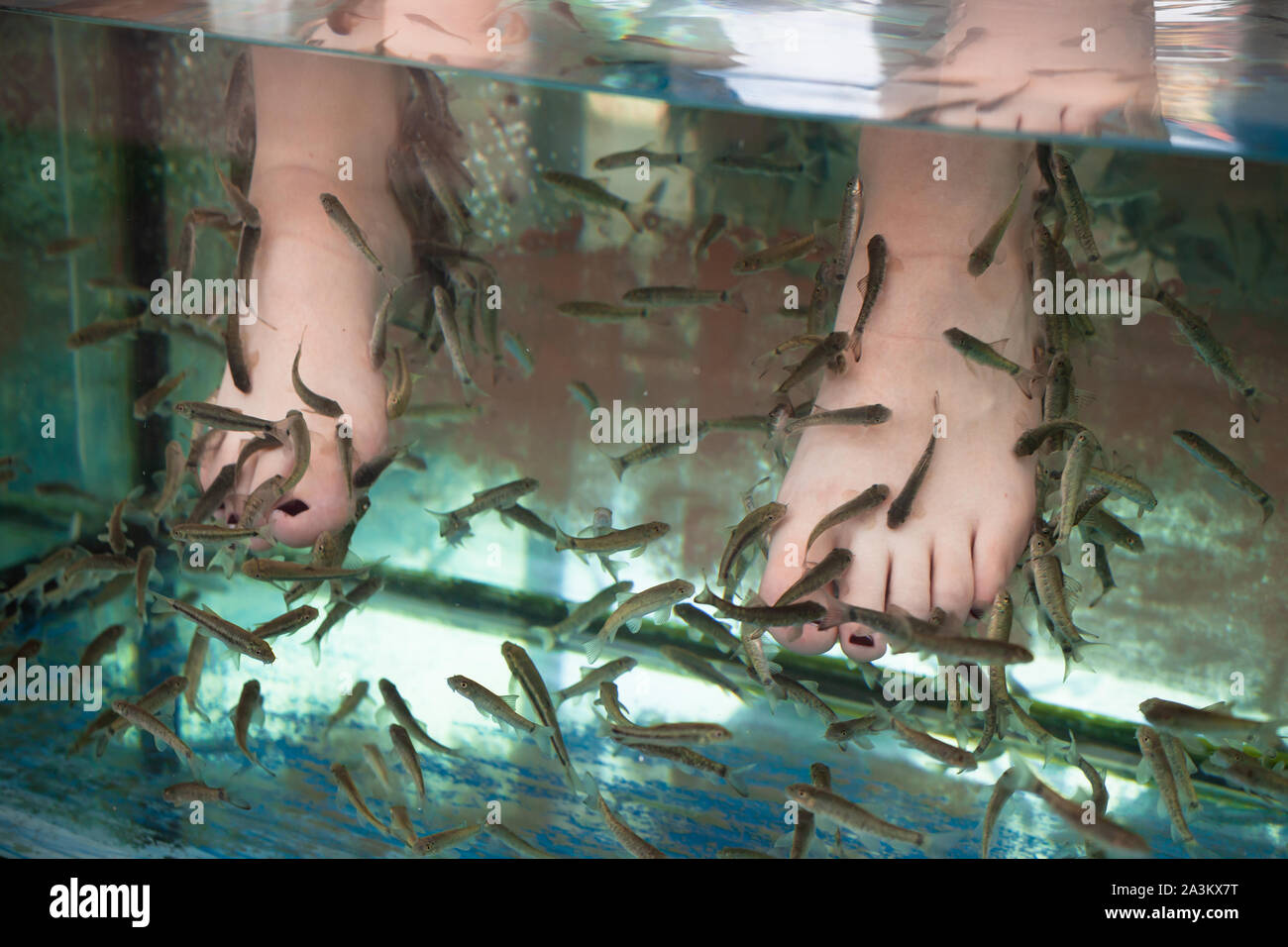 Flock of Doctor fish cleaning female feet. Garra rufa or red garra fish Stock Photo