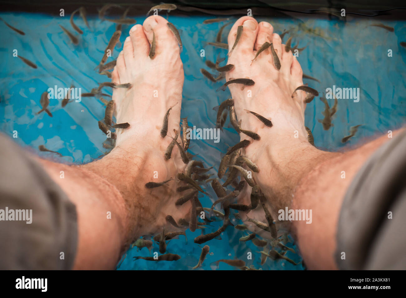 Doctor fish cleaning male feet in an aquarium. Garra rufa or red garra fish Stock Photo