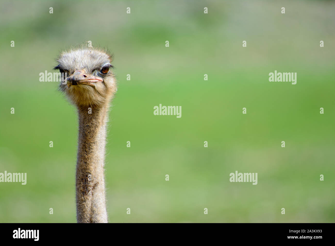 Ostrich Staring at camera with a funny expression. Copy Space on Right Stock Photo