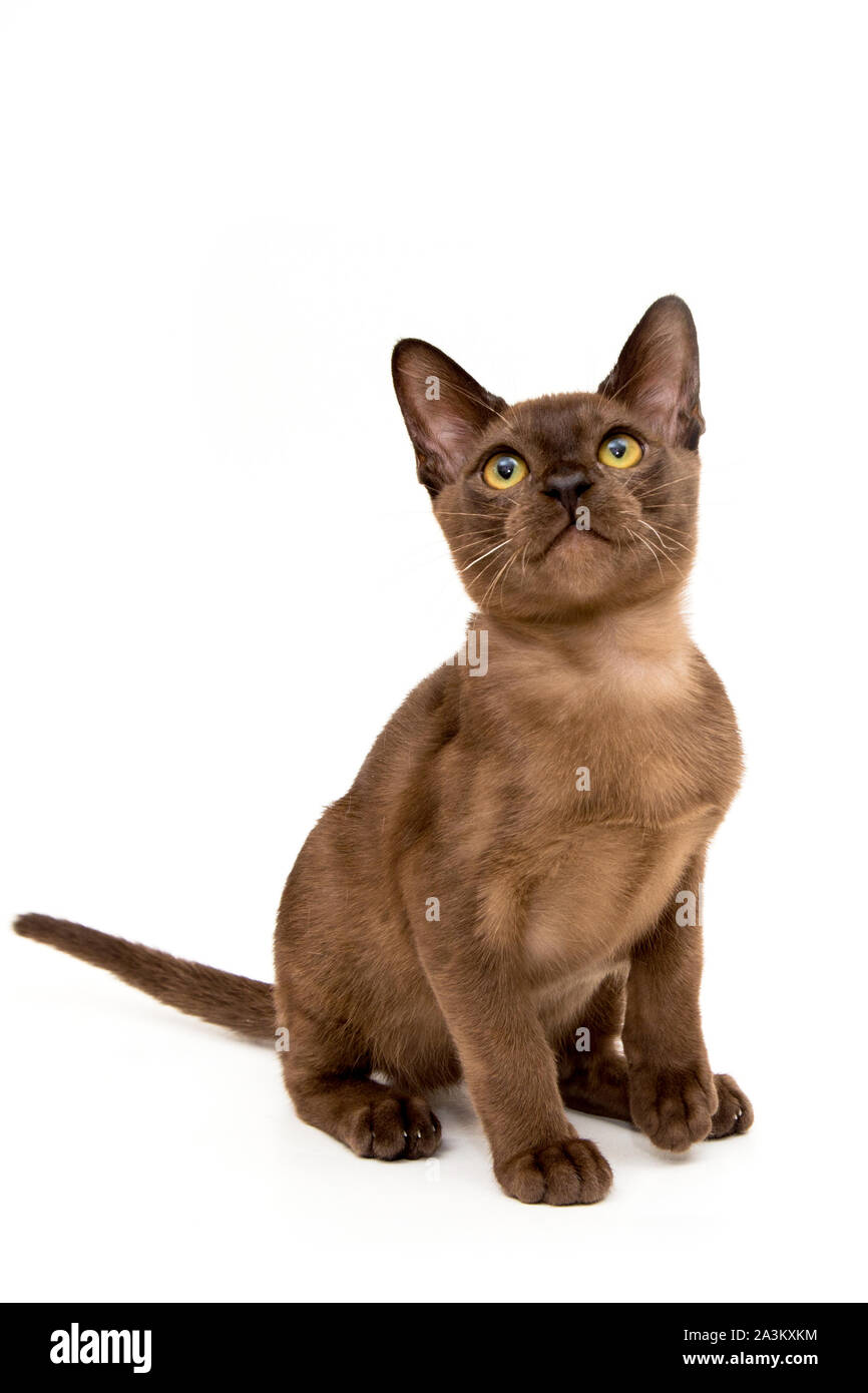 Burmese cat. Cute playful chocolatecolored kitten. On white background