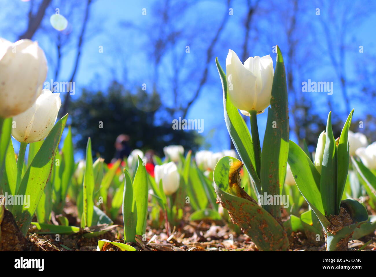 Little white tulips from ground level Stock Photo Alamy