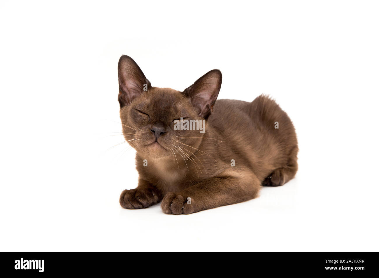 Burmese cat. Cute playful chocolatecolored kitten. On white background