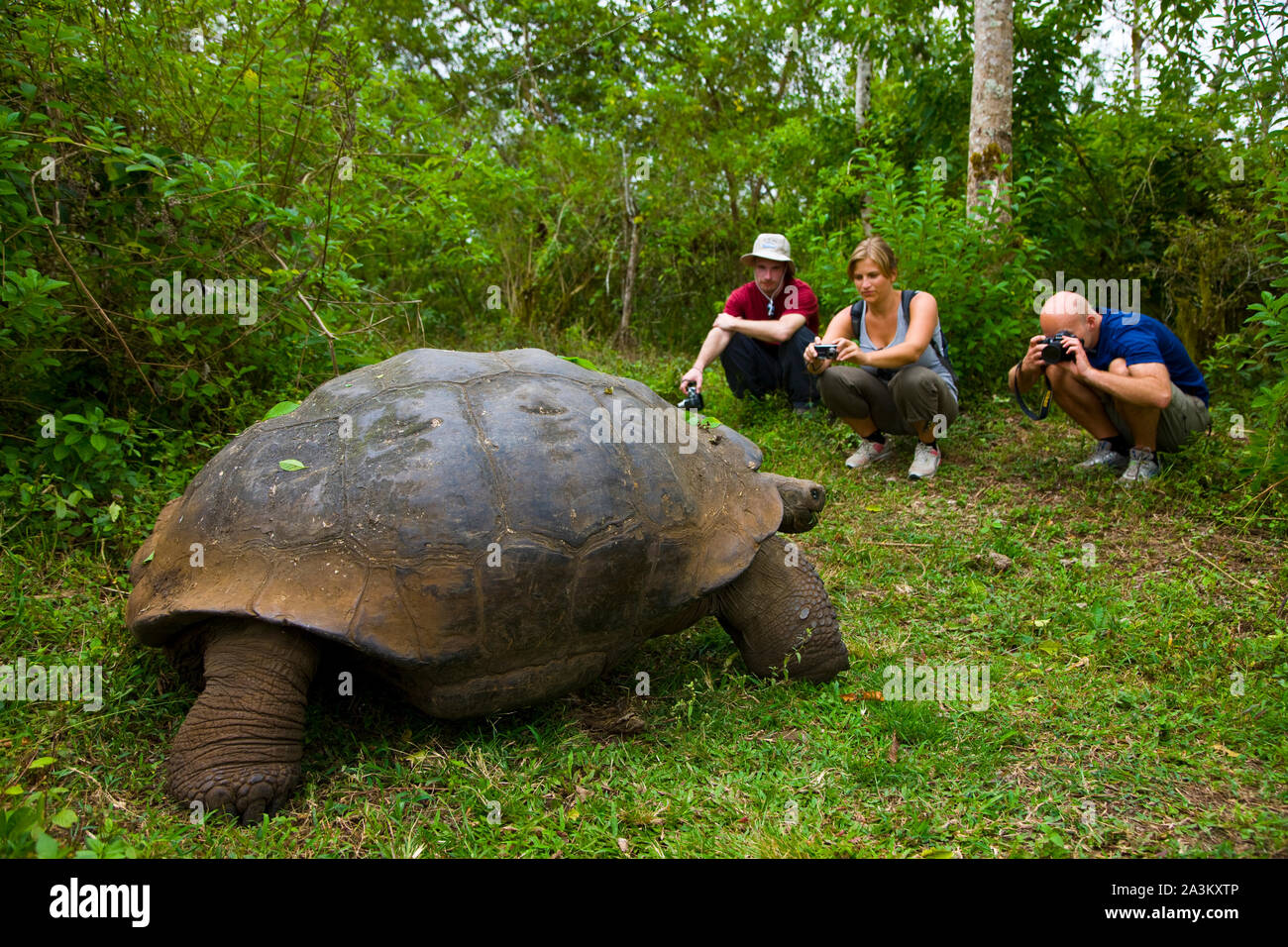 Tortuga Gigante Geochelone Nigra Reserva Natural El Chato Finca Primicias Isla Santa Cruz Islas Galapagos Ecuador Stock Photo Alamy