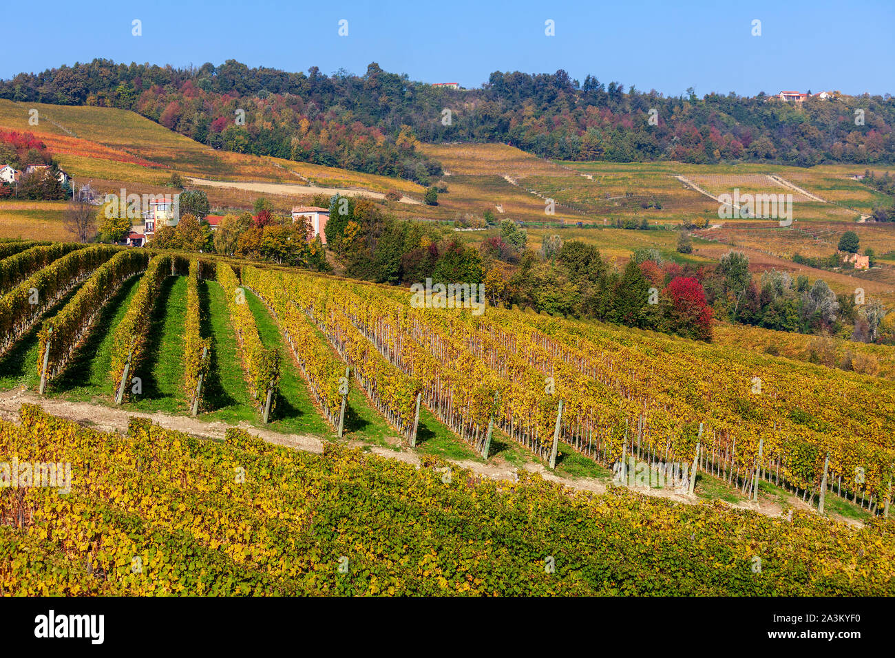 View of colorful autumnal vineyards on the hills of Barolo in Langhe, Piedmont, Northern Italy. Stock Photo