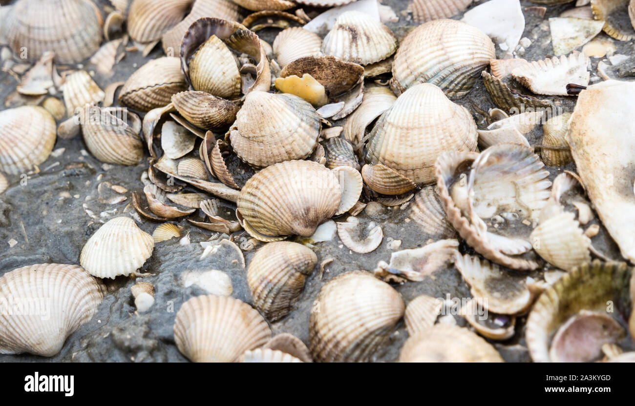 Many Shells High Resolution Stock Photography and Images - Alamy