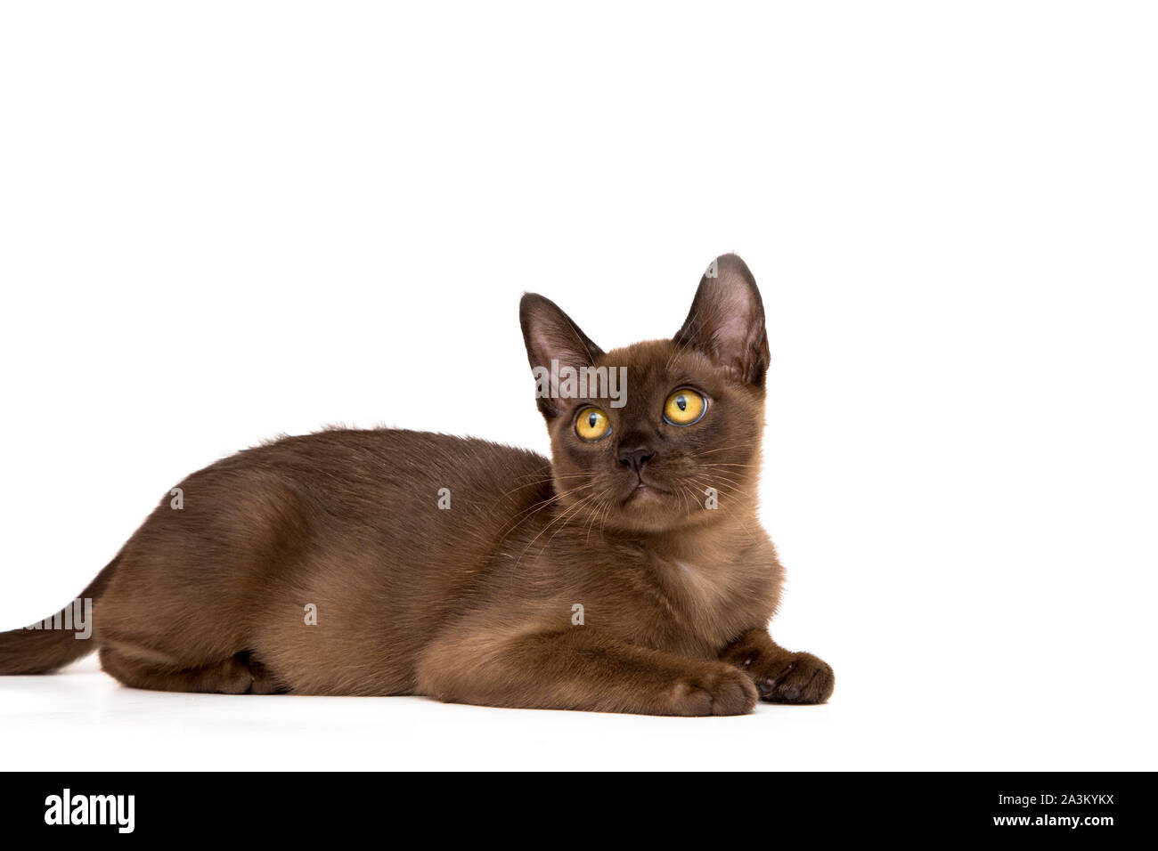 Burmese cat. Cute playful chocolatecolored kitten. On white background