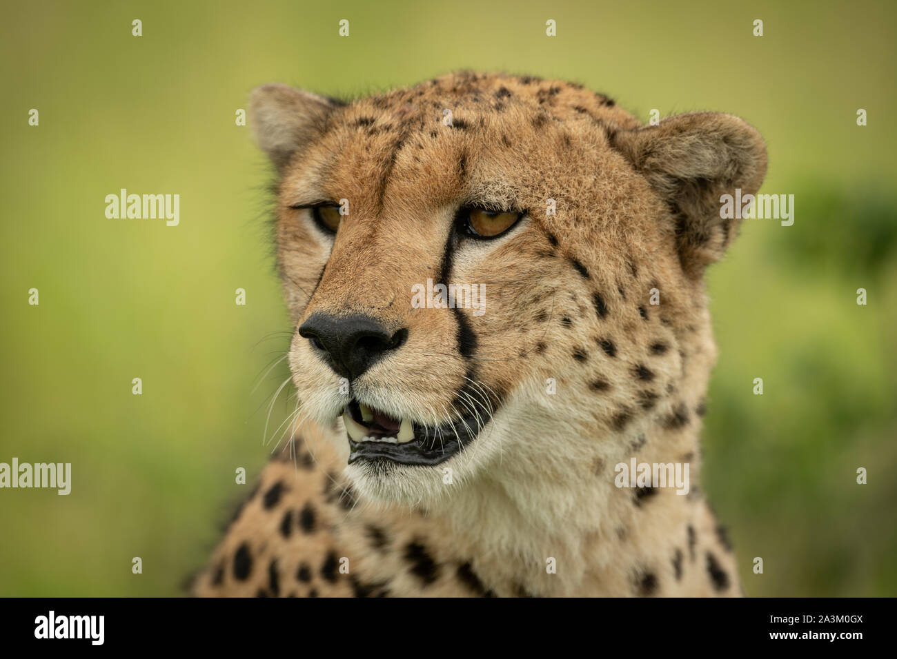 Close-up of cheetah face against green background Stock Photo - Alamy