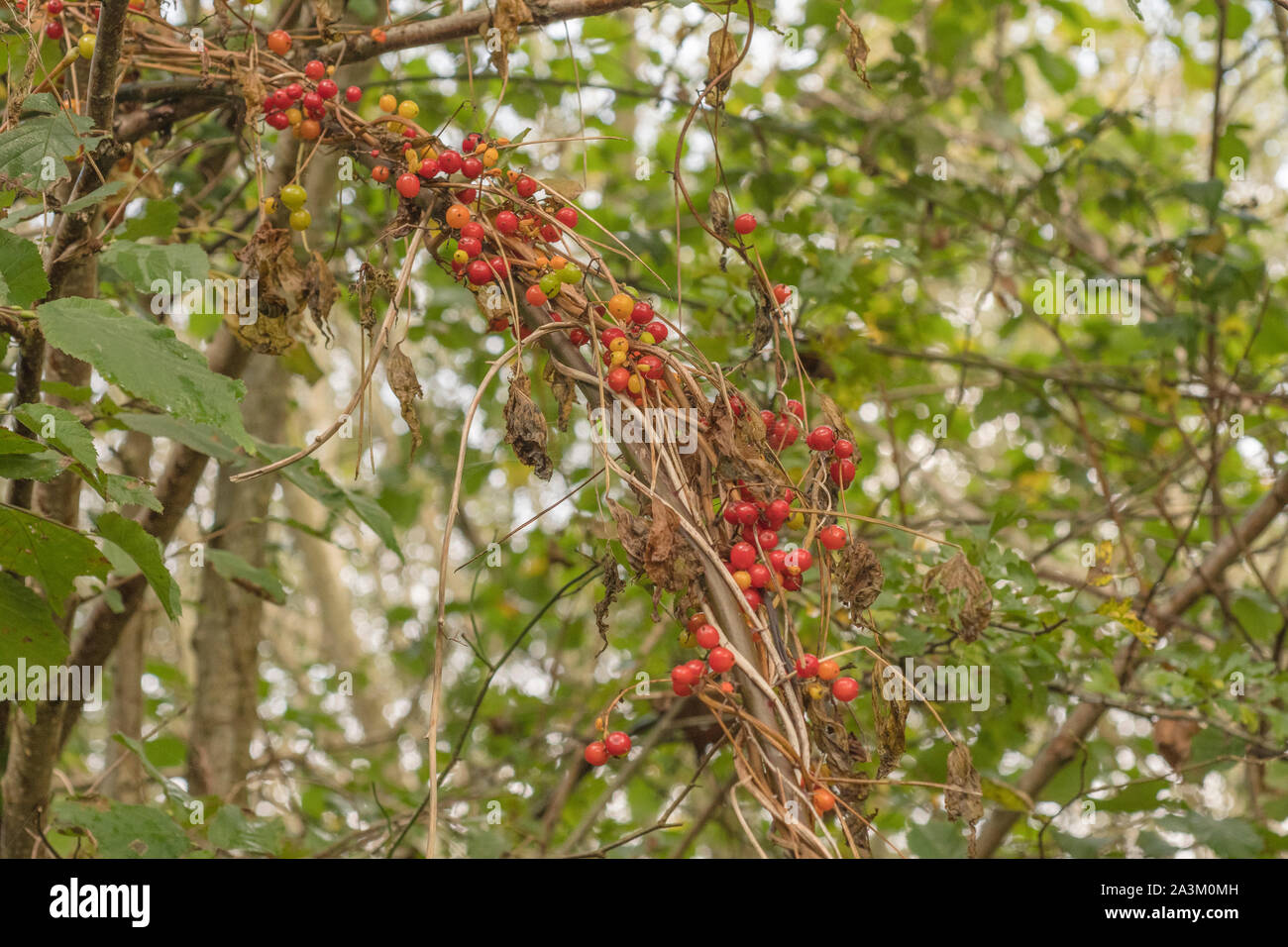 Poisonous Berries Of Black Bryony / Tamus Communis Syn. Dioscorea ...