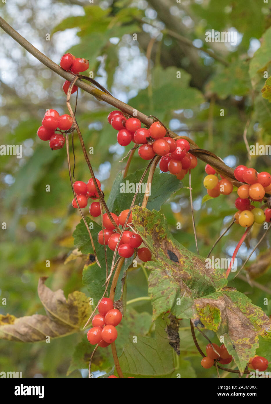 Poisonous Berries Uk High Resolution Stock Photography and Images Alamy