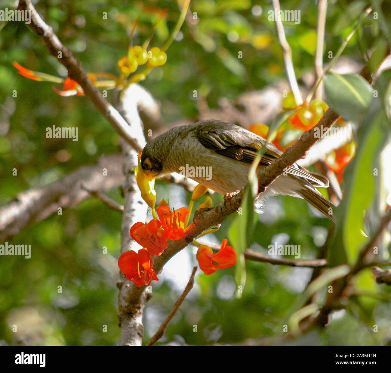 Grey Butcher Bird eating from a Black Bean tree Stock Photo