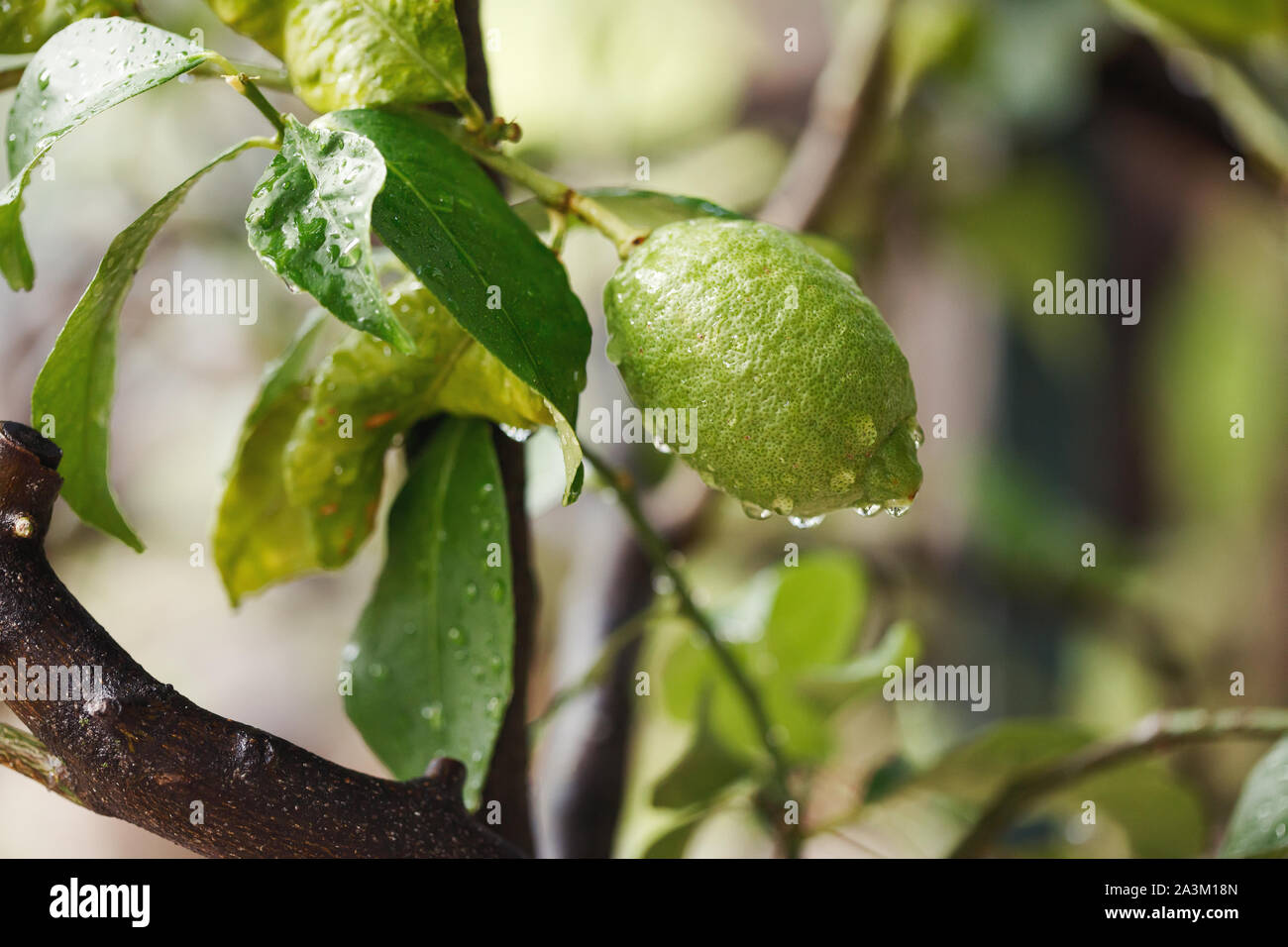 Green fresh lime hanging on tree with rain drops, closeup Stock Photo