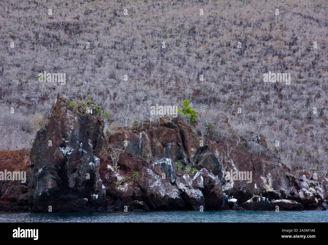 Bosque de Palo Santo, Isla Rábida, Islas Galapagos, Ecuador, America ...