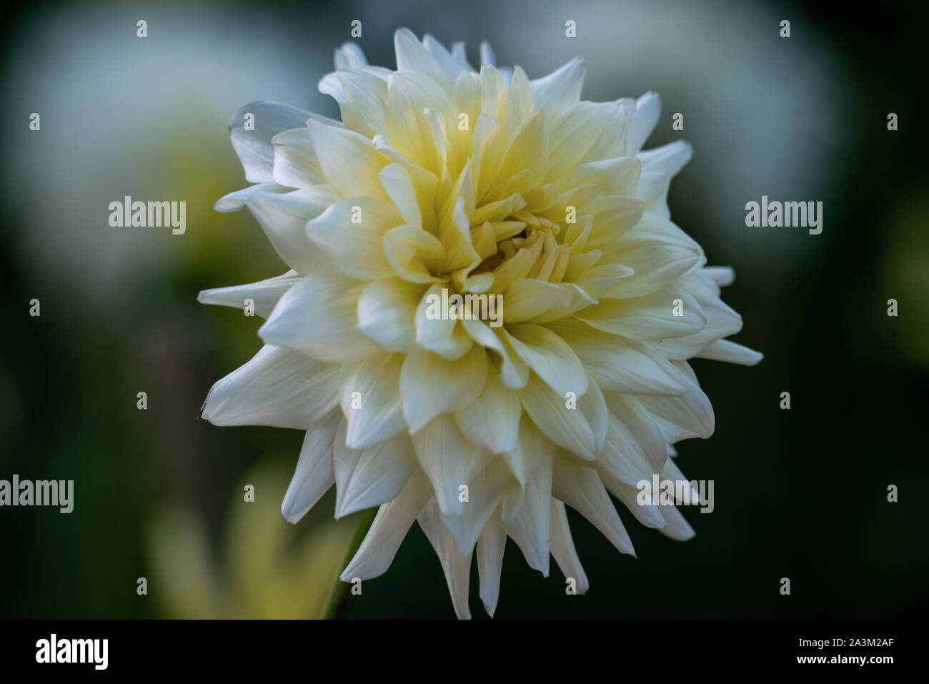 Spiky dahlia dahlias hi-res stock photography and images - Alamy