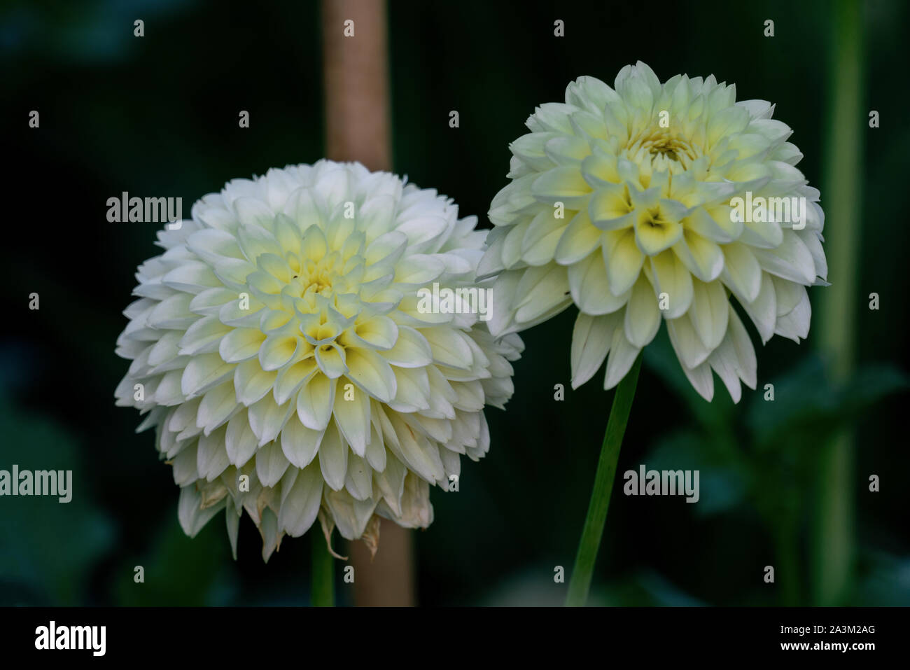 Detailed close up of a beautiful white ball Citrin dahlia flower blooming in bright sunshine Stock Photo