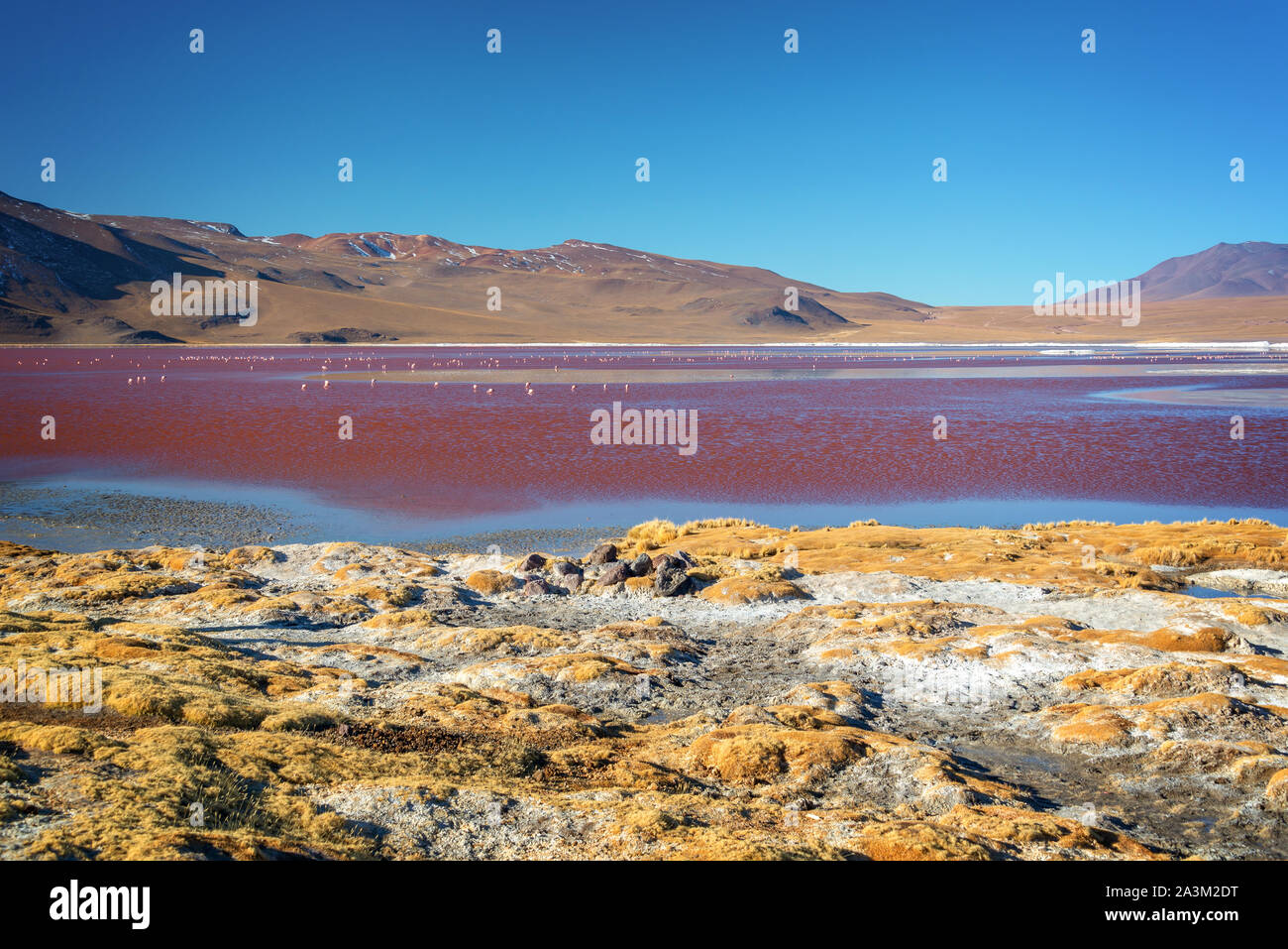 View of Laguna Colorada, colorful salt lake in Sur Lipez province, Potosi, Bolivia Stock Photo