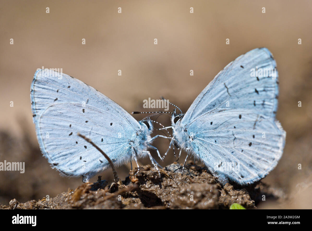 Pair of holly blue (Celastrina argiolus) butterflies sucks mineral salts and nutrients out of the moist soil, shows the bottom side of the wings. Stock Photo