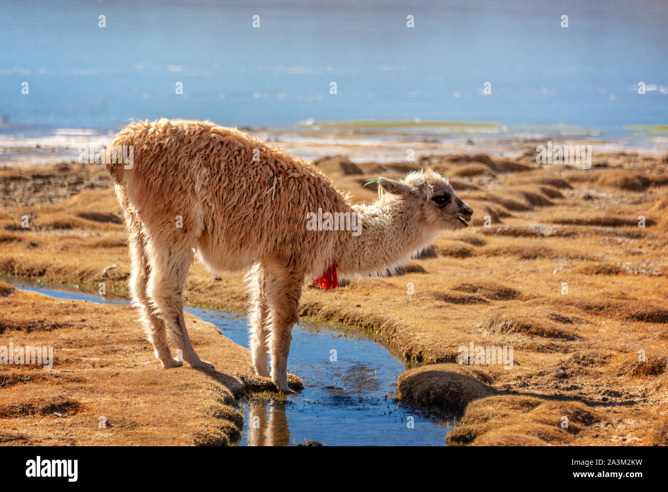 Portrait of a young llama in Bolivia Stock Photo