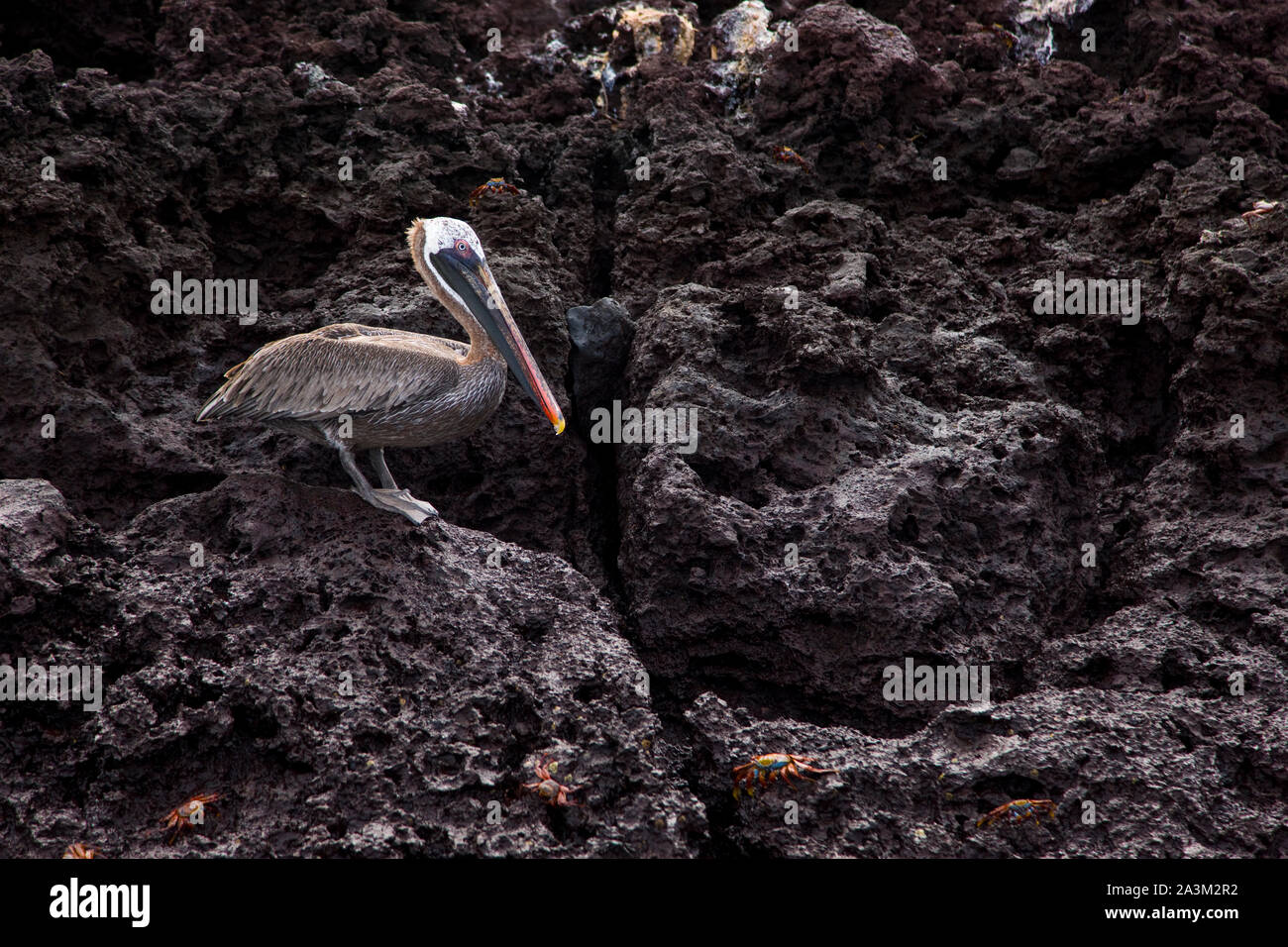 Pelicano Pardo High Resolution Stock Photography And Images Alamy