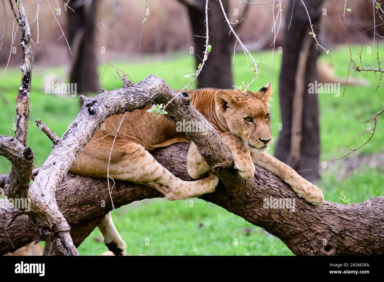 young lion hanging out resting in the branches of a fallen tree Stock Photo