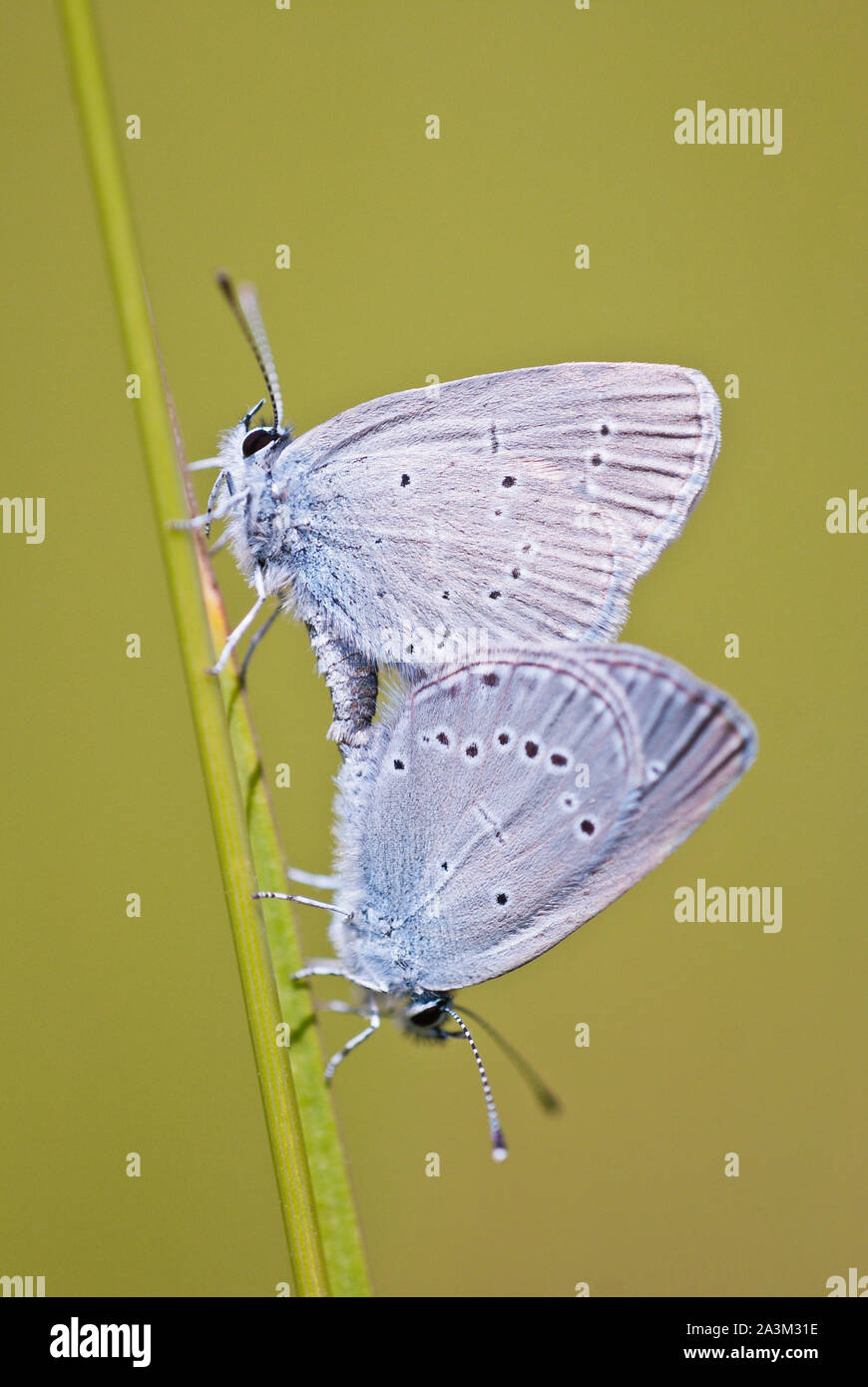 Insect mating on grass hi-res stock photography and images - Alamy