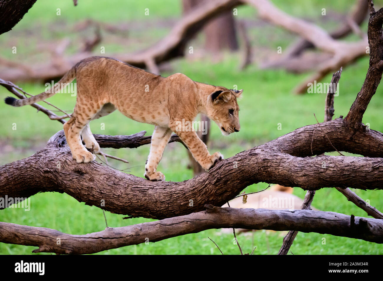 lion cub exploring its environment Stock Photo