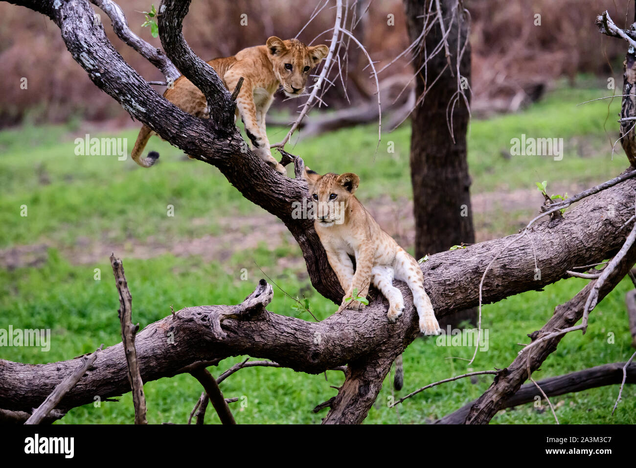 Lion cubs at play Stock Photo