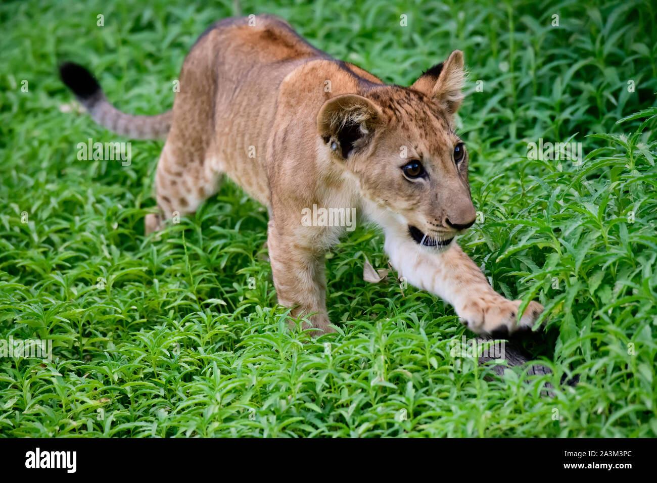 lion cub exploring its environment Stock Photo