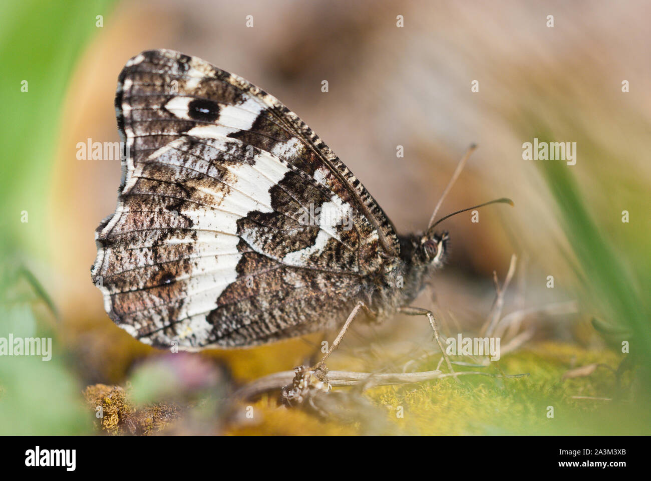 Great banded grayling (Brintesia or Aulocera circe) butterfly close-up sits on the ground. Stock Photo