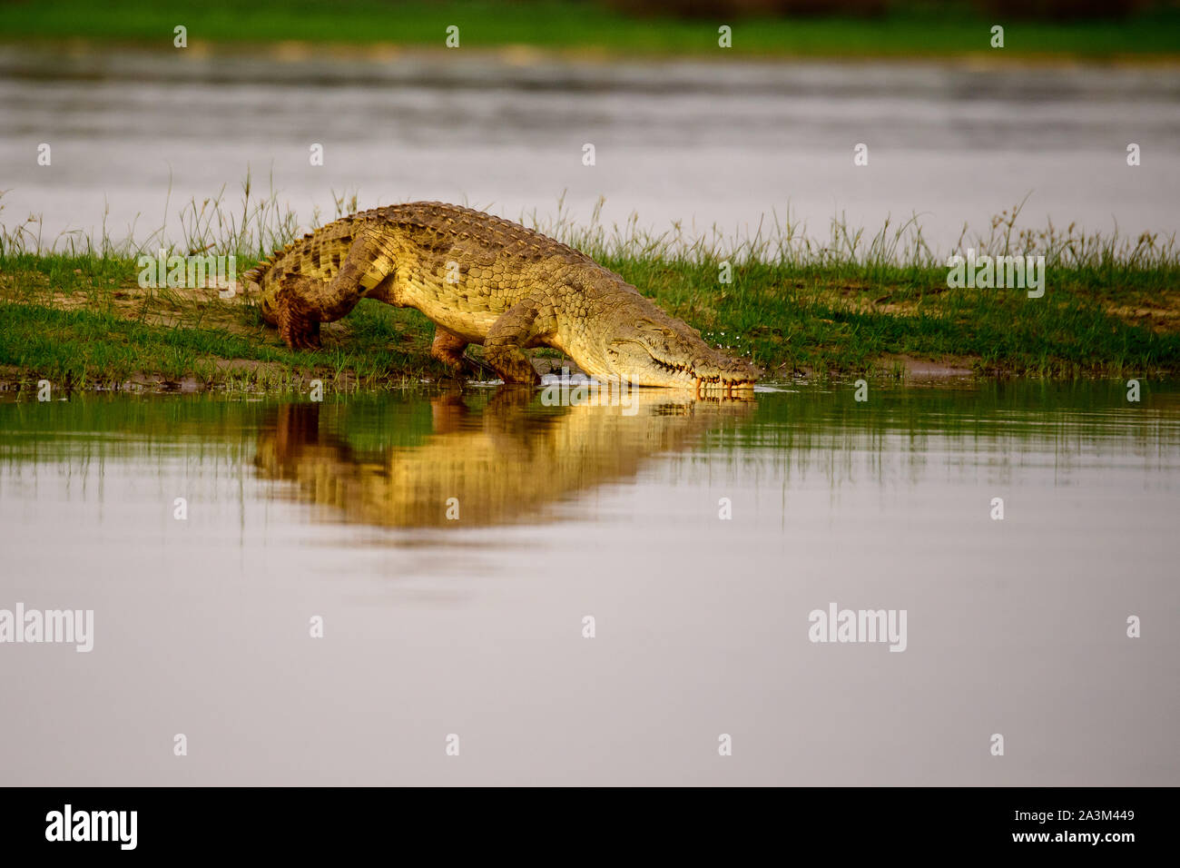 Nile crocodile at the water's edge Stock Photo