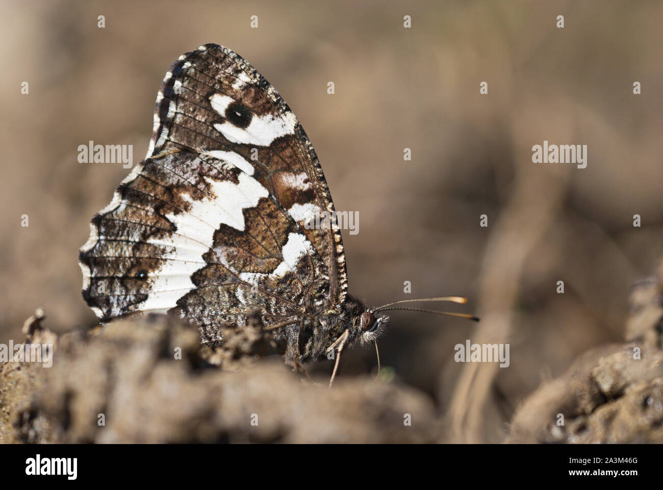 Great banded grayling (Brintesia or Aulocera circe) butterfly close-up sits on the ground perfectly camouflaged in its surroundings. Stock Photo