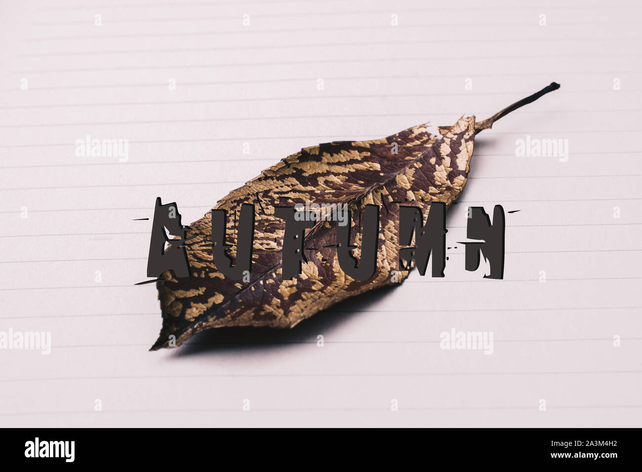 Autumn wording dry leaf placed on white paper background Stock Photo ...