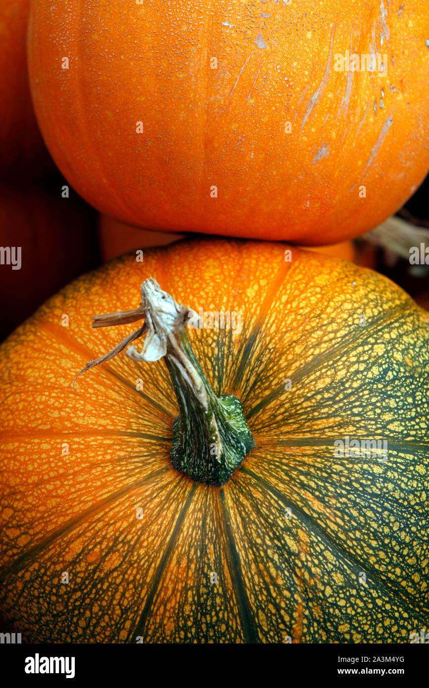 Fair of a pumpkins in California Stock Photo Alamy