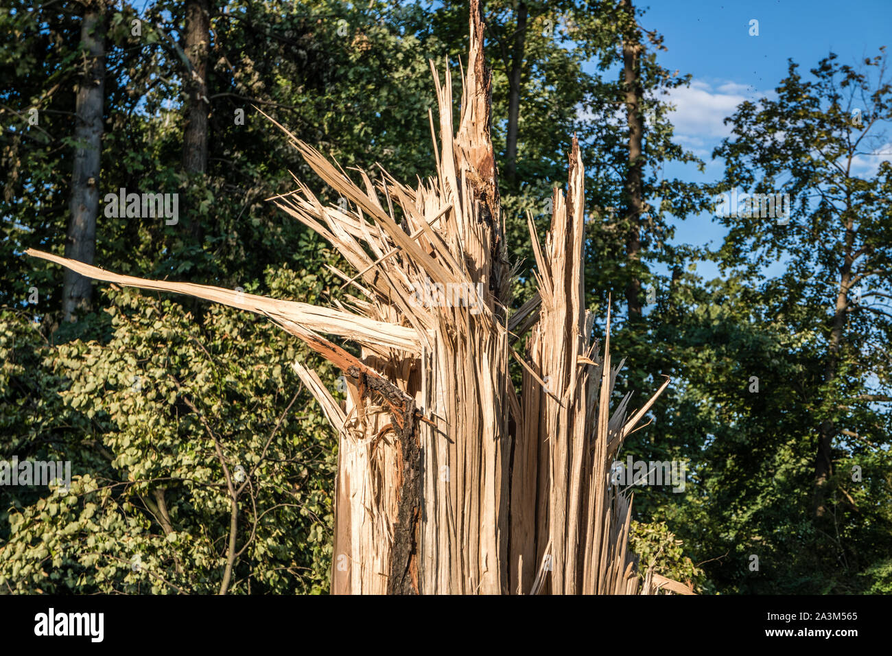 broken tree after a storm Stock Photo - Alamy