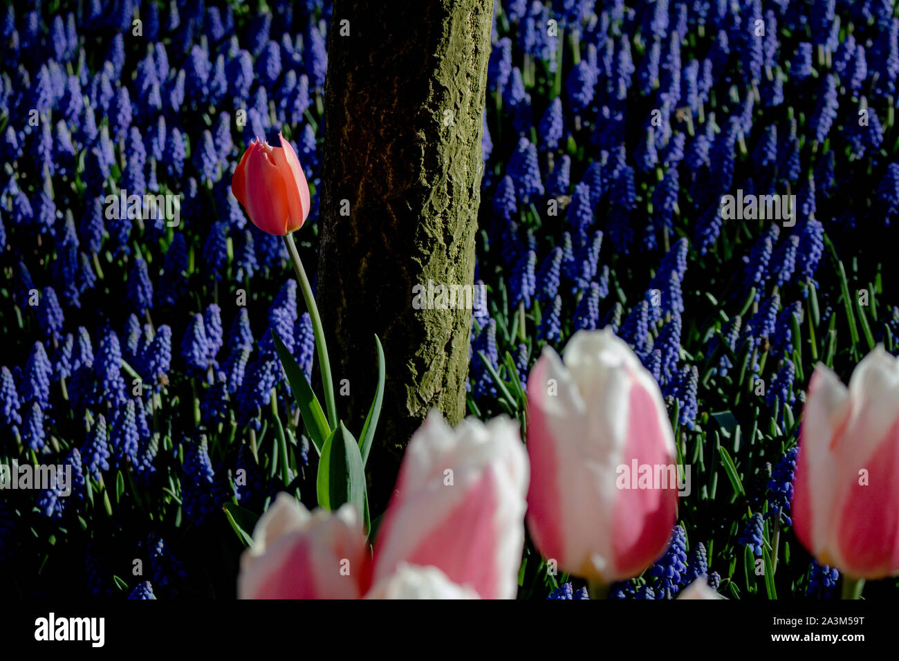 Tulips with Hyacinths and trees Stock Photo