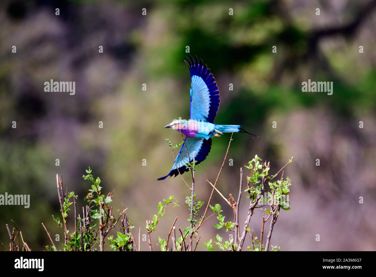 Lilac breasted roller in flight Stock Photo