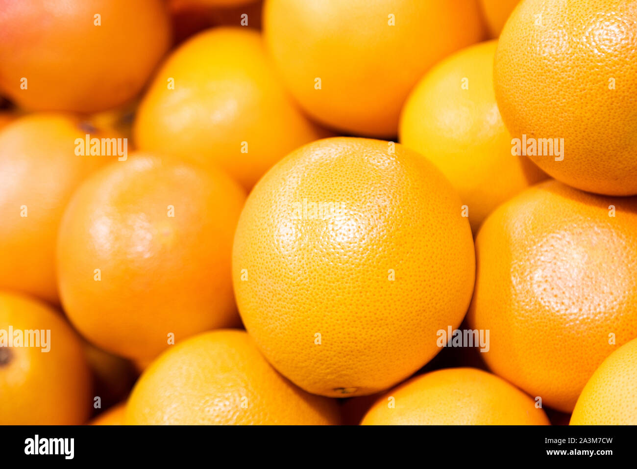 Grapefruit harvest. pile of grapefruit. grapefruits for food textures