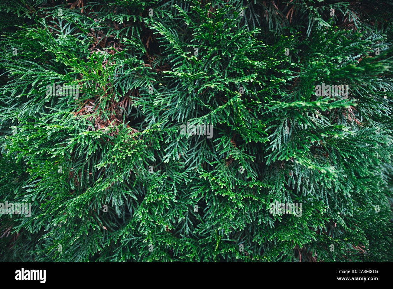 Beautiful pine tree branches hi-res stock photography and images - Alamy