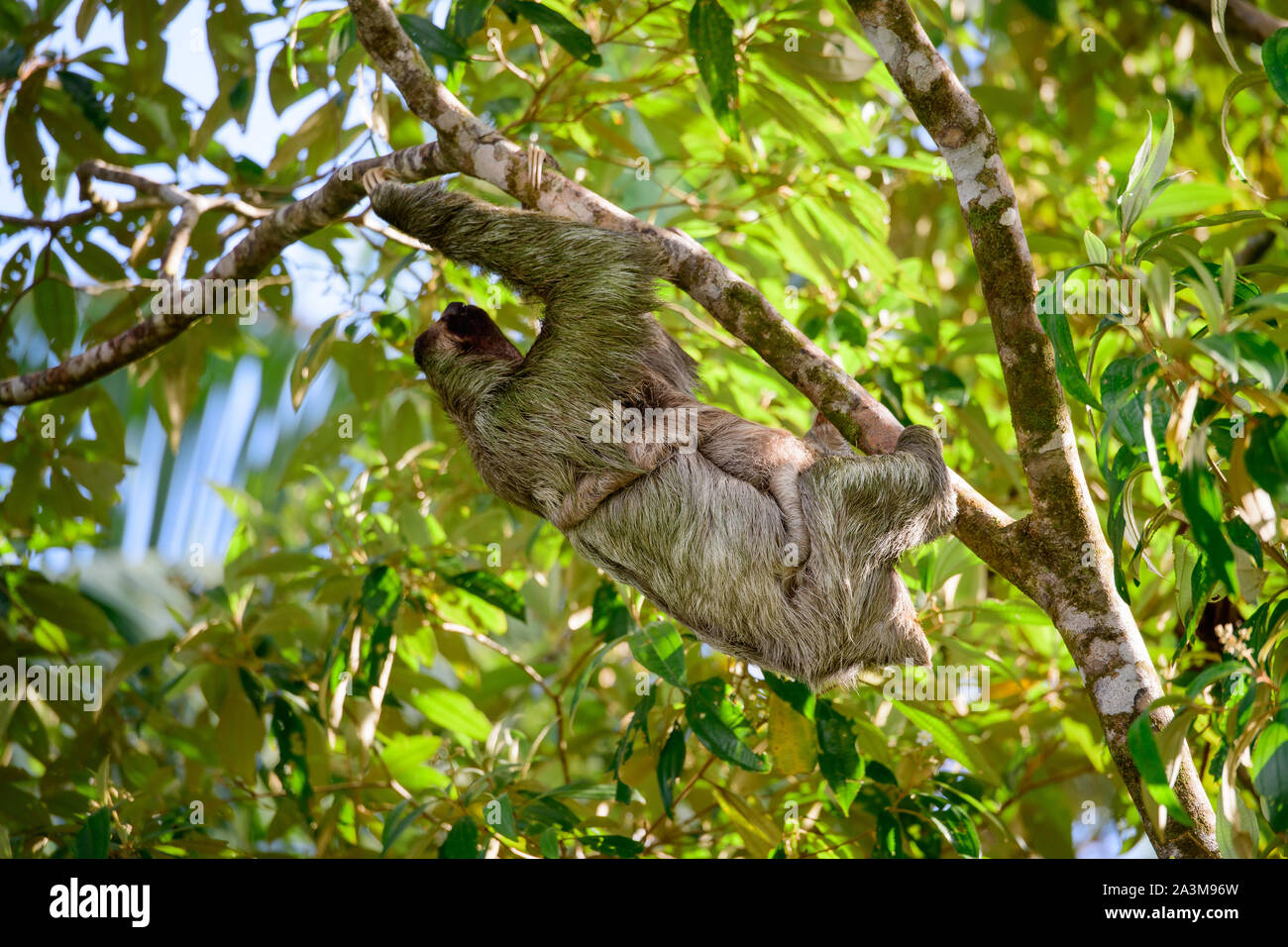 Mother sloth with her baby Stock Photo