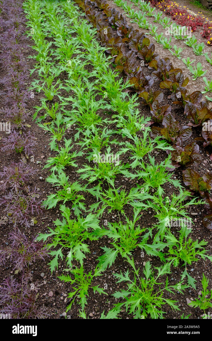 Rows of young plants Stock Photo