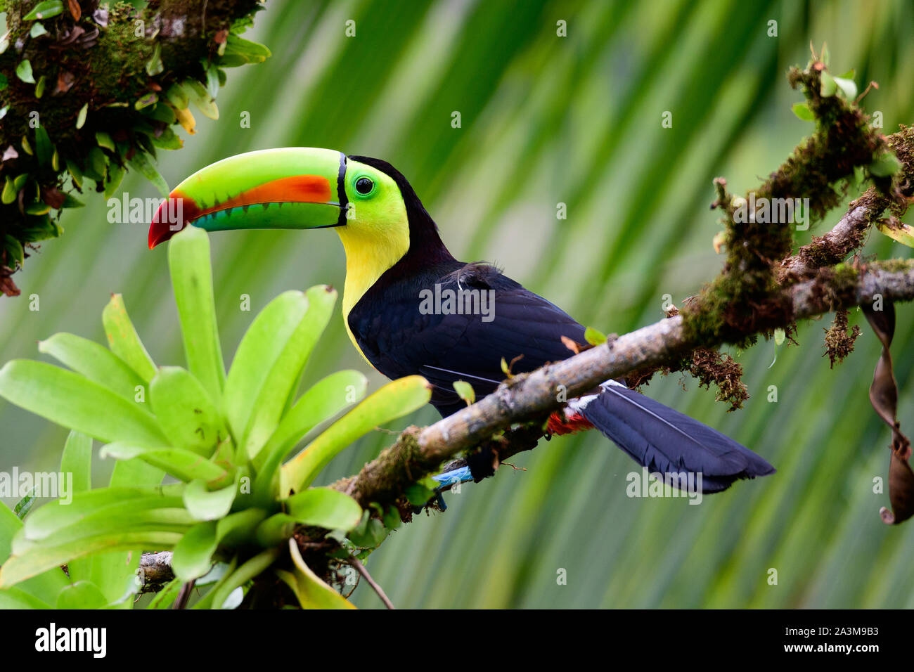 Keel billed toucan sitting on a branch Stock Photo