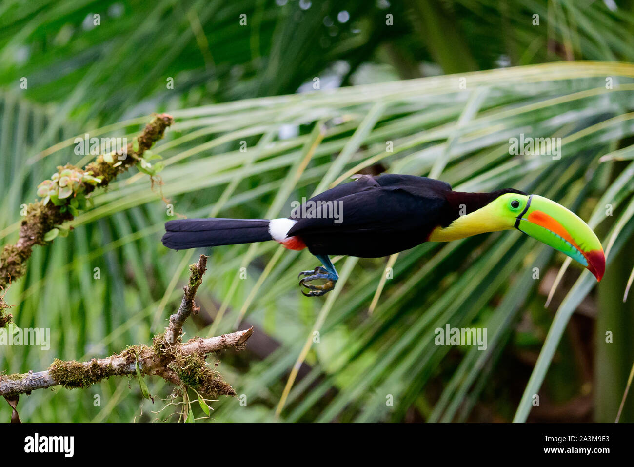Keel billed toucan in flight Stock Photo