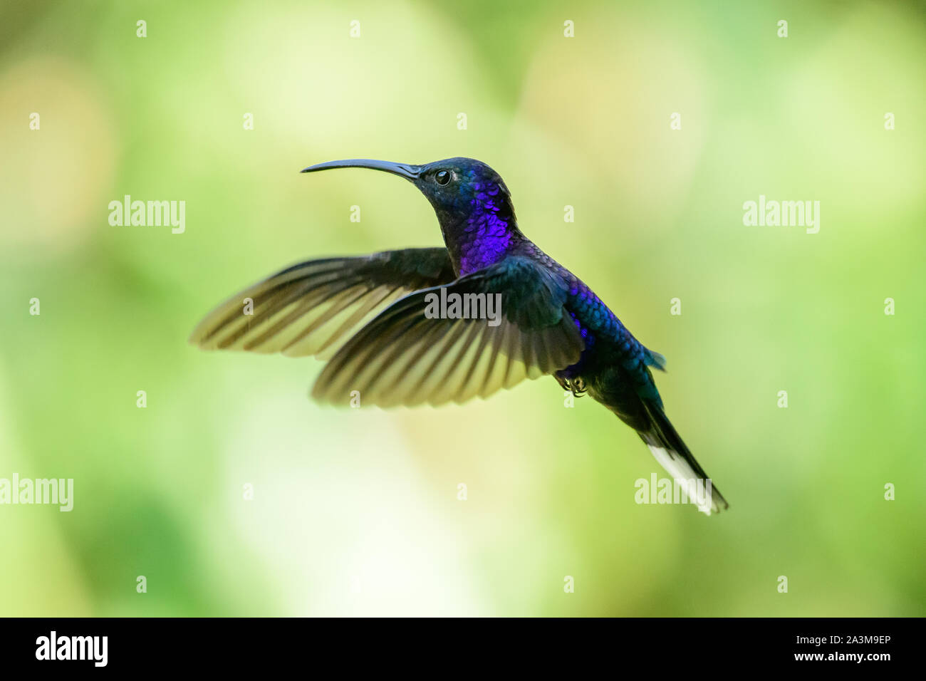 Violet sabrewing in flight Stock Photo