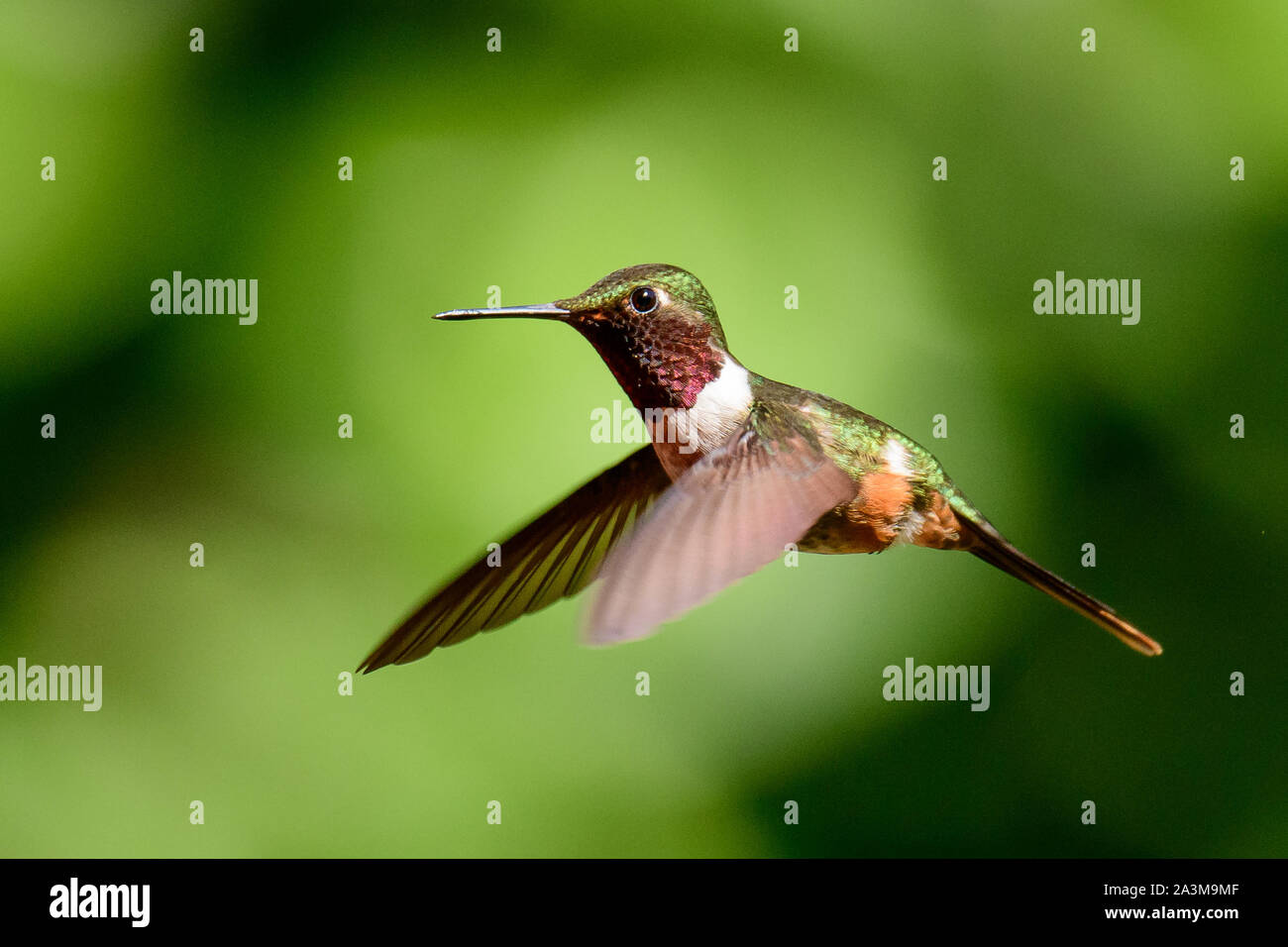 Volcano hummingbird in flight Stock Photo