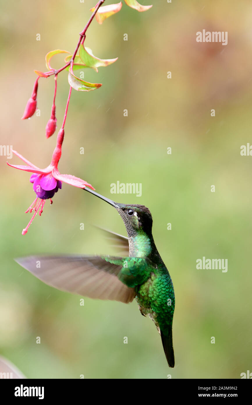 Hummingbird obtaining nectar from a plant Stock Photo