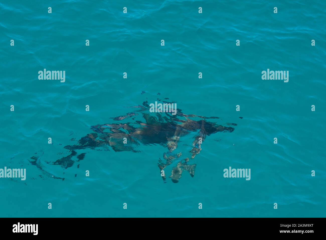 Tiburón de aleta negra Stock Photo