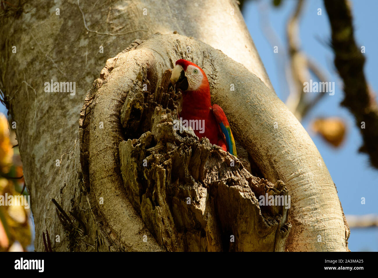 scarlet macaw at its nest site Stock Photo
