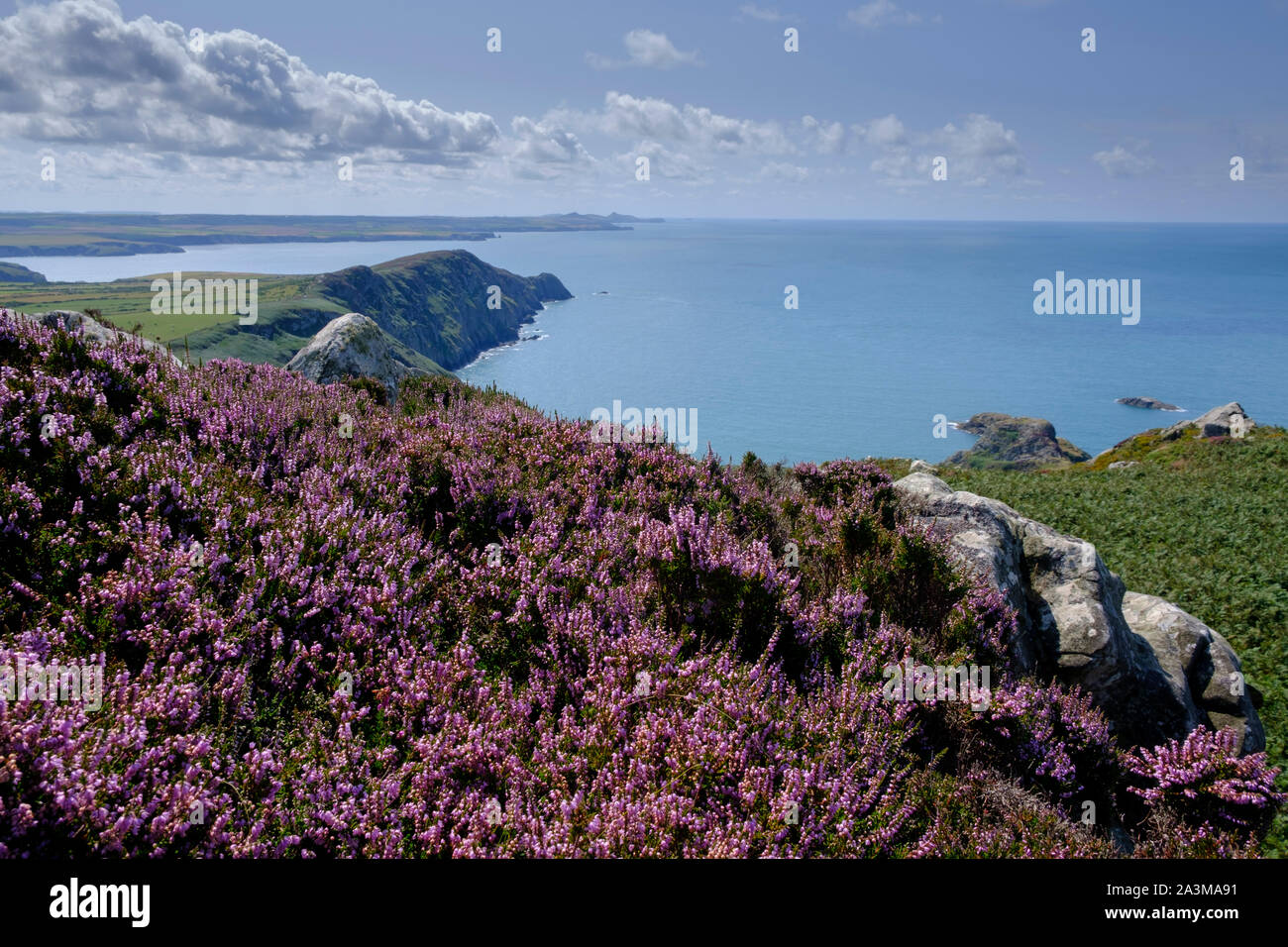 Penbwchdy Strumble Head Fishguard Pembrokeshire  Wales Stock Photo